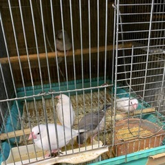 手乗り文鳥桜2羽と白2羽大きかなったので0円で