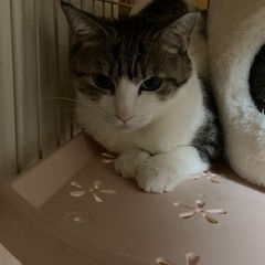 美人のキジシロさん