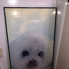 アザラシの写真　フレーム付き　　タテゴトアザラシ　ゴマフアザラシ