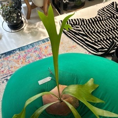 お譲り先が決まりました^ - ^ 希少 タイ趣味家 Platycerium hillii ビカクシダ ヒリー 大株　原種 ビカクシダ 着生 板付 着生植物 コウモリランの画像