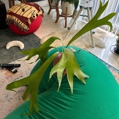 お譲り先が決まりました^ - ^ 希少 タイ趣味家 Platycerium hillii ビカクシダ ヒリー 大株　原種 ビカクシダ 着生 板付 着生植物 コウモリランの画像