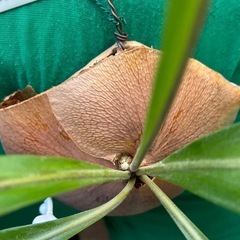 お譲り先が決まりました^ - ^ 希少 タイ趣味家 Platycerium hillii ビカクシダ ヒリー 大株　原種 ビカクシダ 着生 板付 着生植物 コウモリランの画像