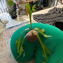 お譲り先が決まりました^ - ^ 希少 タイ趣味家 Platycerium hillii ビカクシダ ヒリー 大株　原種 ビカクシダ 着生 板付 着生植物 コウモリランの画像
