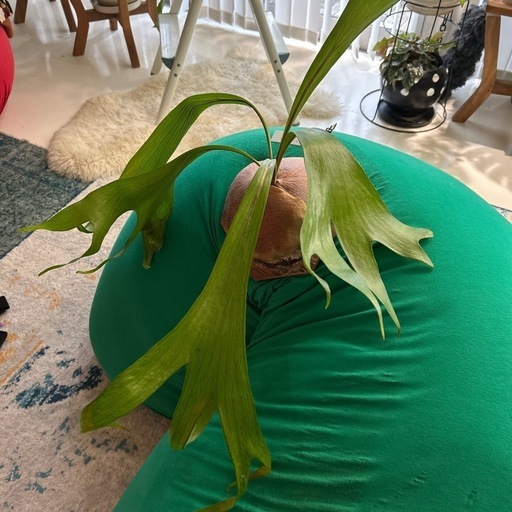 お譲り先が決まりました^ - ^ 希少 タイ趣味家 Platycerium hillii ビカクシダ ヒリー 大株　原種 ビカクシダ 