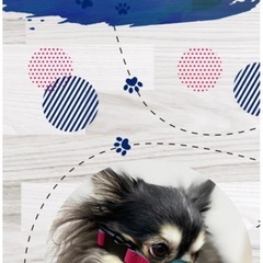 【美品】愛情口輪　1号　チワワの画像