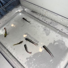 熱帯魚6匹