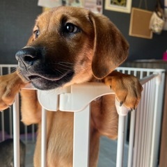 ⭐️🍀🐶明石市　保護犬たちの譲渡会🐶🍀⭐️