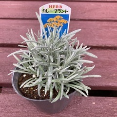 カレープラント 植物苗 ハーブ 希少　人気