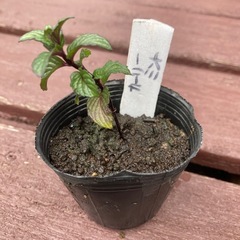 カーリーミント 植物苗 ミント 希少　ハーブ　人気