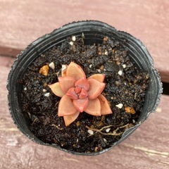 多肉植物　ブロンズ姫　グラプトペタルム　根付き苗　人気