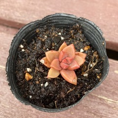 多肉植物　ブロンズ姫　グラプトペタルム　根付き苗　人気の画像