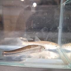 川魚各種