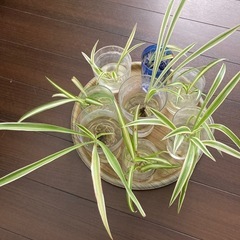 観葉植物 オリヅルラン １株　発根済の画像