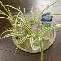 観葉植物 オリヅルラン １株　発根済の画像