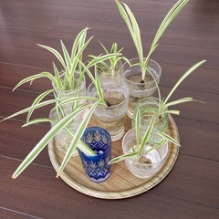 観葉植物 オリヅルラン １株　発根済の画像