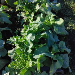 家庭菜園　貸し農園　サポート付き　楽農ライフの画像