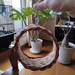 インコなど小鳥のブランコ 3点セット