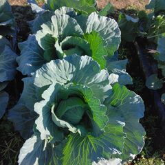 家庭菜園　貸し農園　サポート付き　楽農ライフの画像