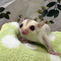 フクロモモンガ ライン濃いめの綺麗なカラー✨