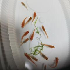 五式タイプR　めだか　ダルマ？半ダルマメダカ　稚魚、幼魚〜若魚、成魚