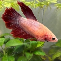 【熱帯魚】ベタ　メス♀ 卵抱くの画像