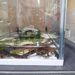 アカハライモリ成体オス