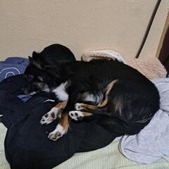 犬用のゲージ2個格安でお譲りしてほしいです。