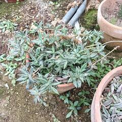 多肉植物ガーデニング