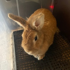うさぎの里親募集しております。