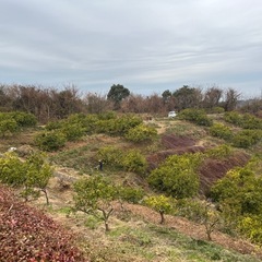 電気柵　ポール・本体　譲って欲しいです🙇