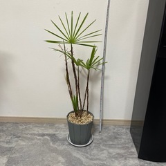 シュロチク_いずれか1鉢