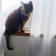 キジ猫の引き取り募集 - 大阪市