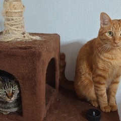 キジ猫の引き取り募集 − 大阪府