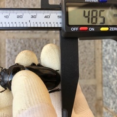 能勢YG血統 国産オオクワガタ ペア（オス66.3㎜・メス48.5㎜）の画像