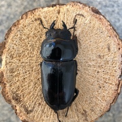 能勢YG血統 国産オオクワガタ ペア（オス66.3㎜・メス48.5㎜）の画像