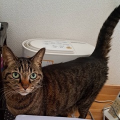 キジ猫の引き取り募集 - 猫