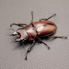 ♂♀ペア　フスクスノコギリクワガタ②