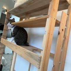 木製（お手製）キャットタワーの画像