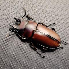 ♂♀ペア　フスクスノコギリクワガタ①
