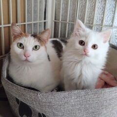 一時、募集停止しています
