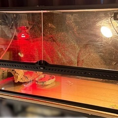 グラステラリウム9045【最終値下げ】の画像