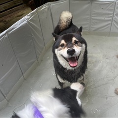 柴犬里親募集 - 日立市