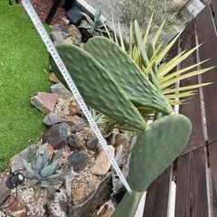 うちわサボテン🌵50センチ程度
