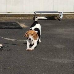 ビーグルの里親募集 - 日立市