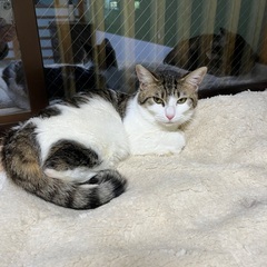 【里親さま決定】⭐️白キジ美猫ミョウちゃんシッポも立派 - 千葉市