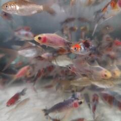金魚 朱文金 50匹セット 金魚すくい