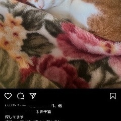 迷子猫探してます