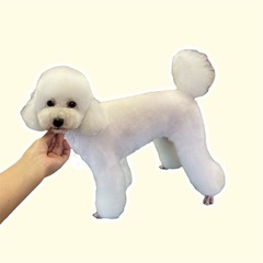 日曜限定カットモデル犬募集🐻