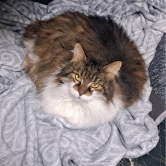 メインクーン老猫