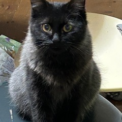 迷子猫